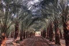deglet-date-palms