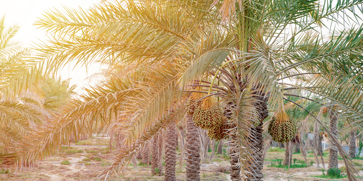 2 Major Differences Between Medjool Date Palms