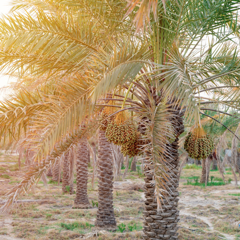 Deglet Date Palms for Sale Desert Empire Palms