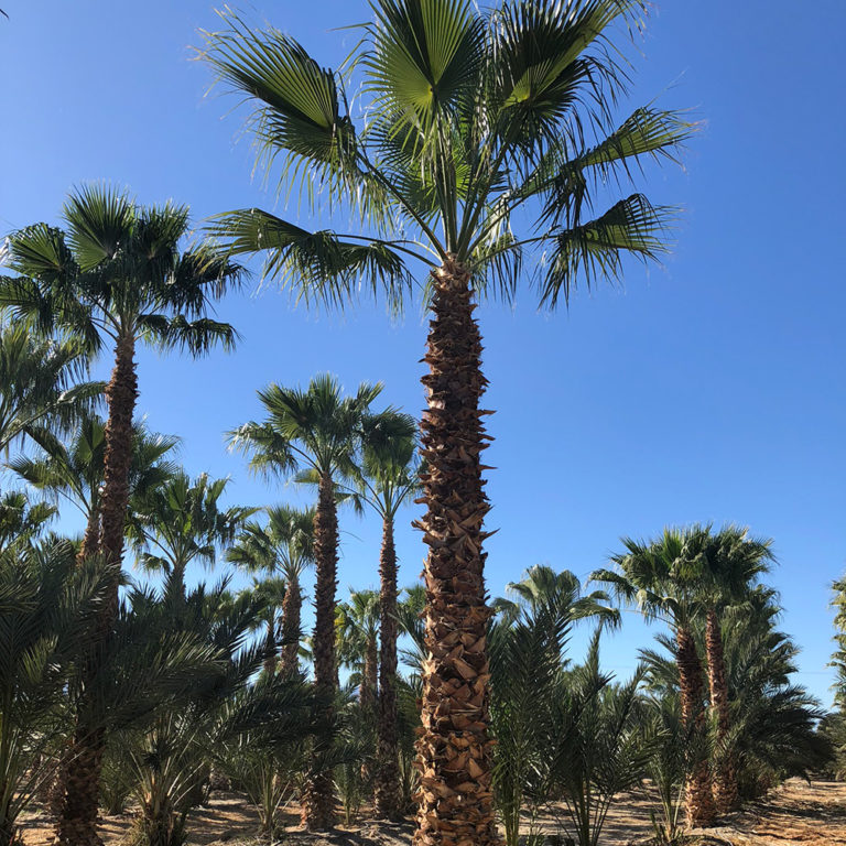 California Fan Palms for Sale Desert Empire Palms