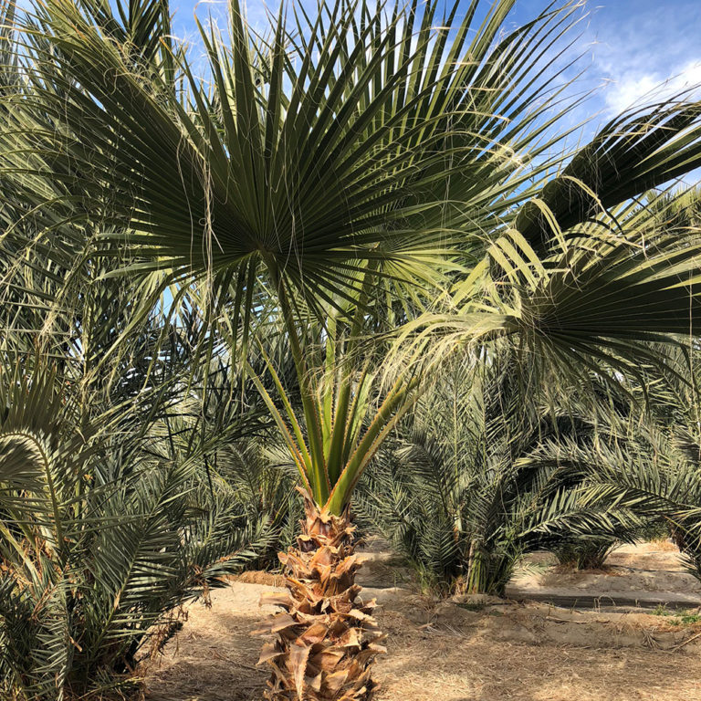 Mexican Fan Palms for Sale Desert Empire Palms