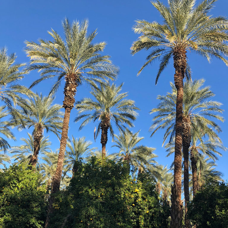 Medjool Date Palms for Sale Desert Empire Palms
