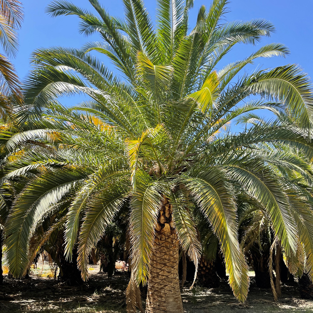 pineapple shaped palm tree