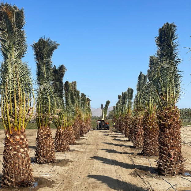 Canary Island Palms For Sale | Desert Empire Palms