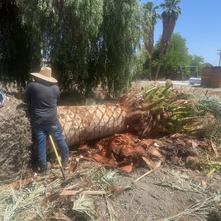 Palm Tree Installation Palm Tree Installation in the Coachella Valley