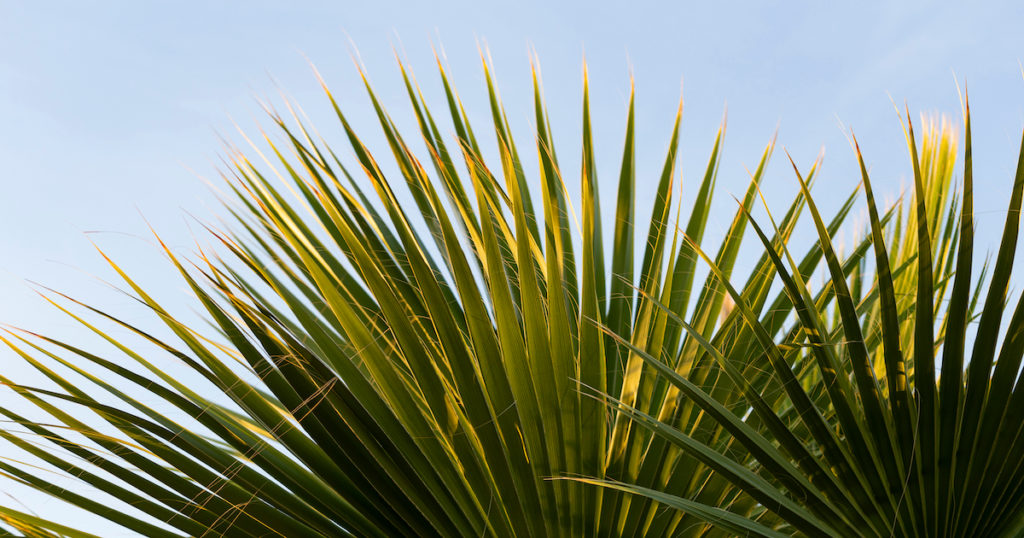 Why Is My Fan Palm Turning Brown?
