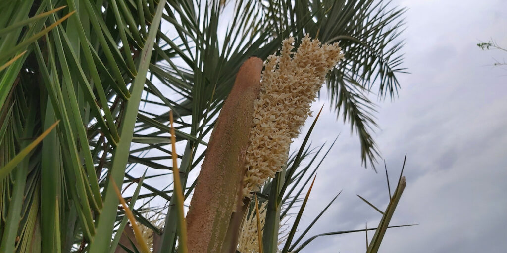 How Do I Harvest Palm Tree Pollen?