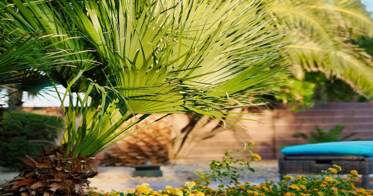 windmill palm tree root system