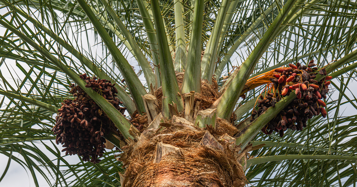 7 Fun Facts About Medjool Date Palms