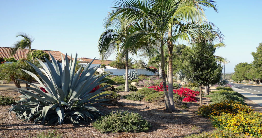 Palm Tree Ideas for Drought Tolerant Landscaping