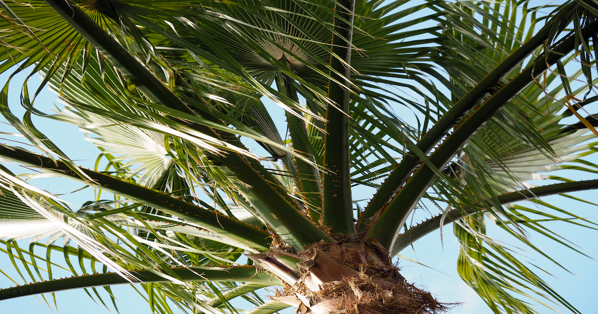 Inspecting Your Palm Trees: When to Call an Arborist