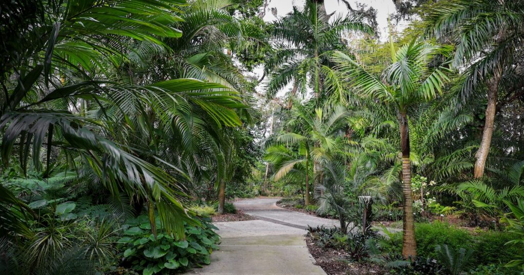 Choosing the Right Palm Tree for Your Landscape