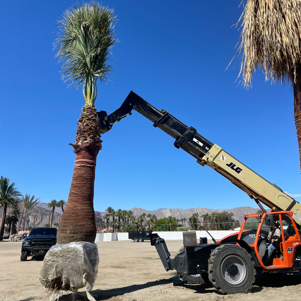 An arborist in a bucket truck works at thinning out palm tree fronds.