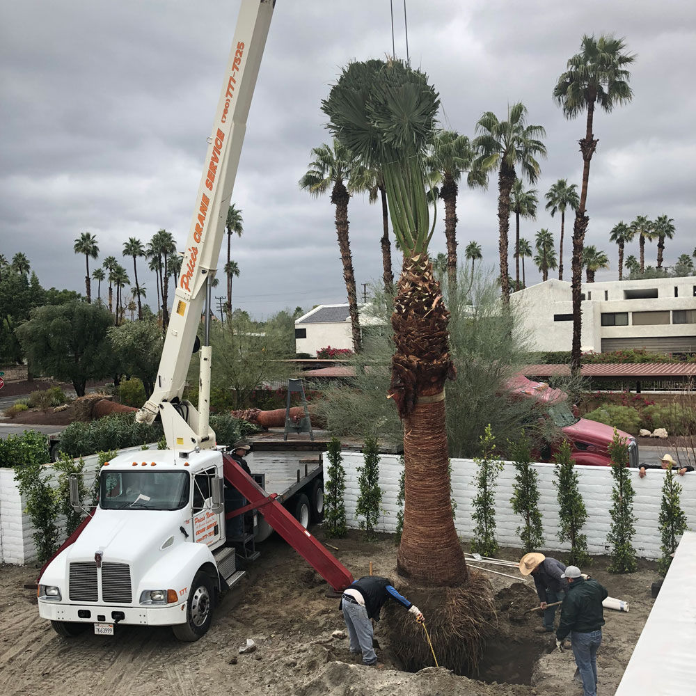 Replanting high palm trees
