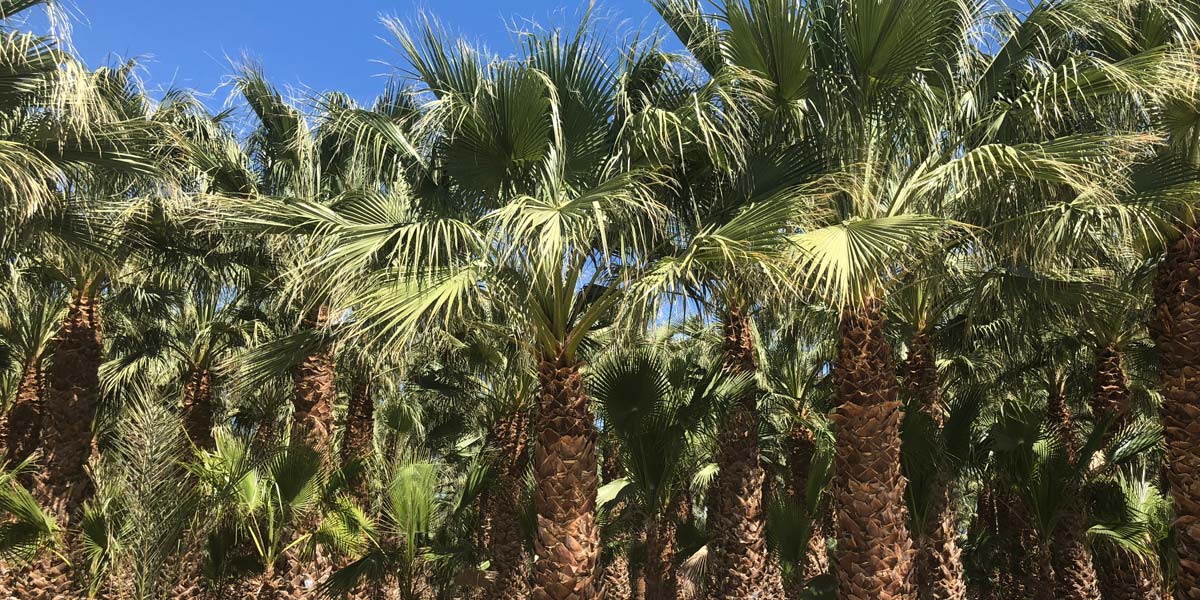 Beautiful palm trees against blue sky