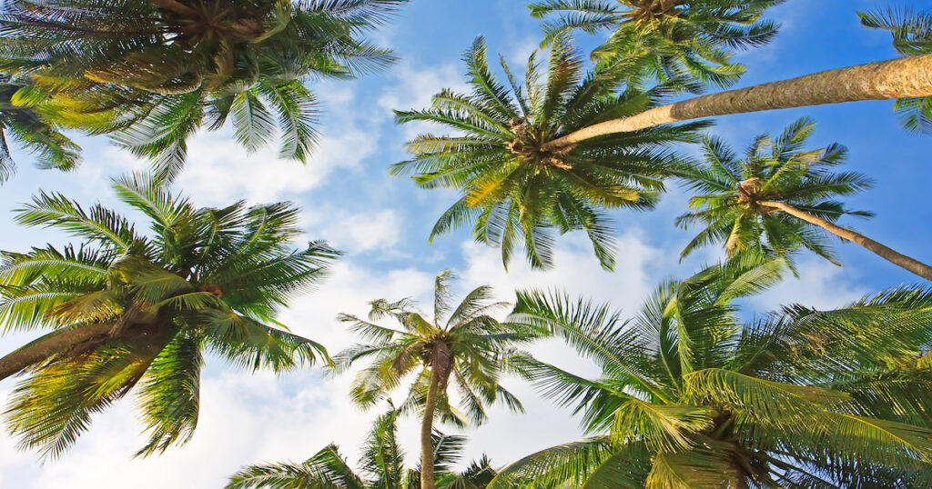 Palm Tree Pest Prevention