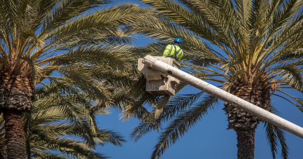 When and How to Properly Trim Your Date Palm Trees - Desert Empire Palms