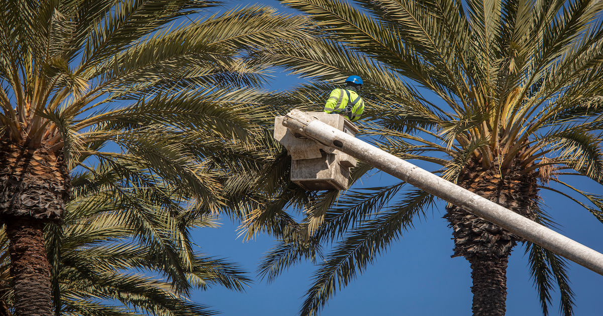 When and How to Properly Trim Your Date Palm Trees