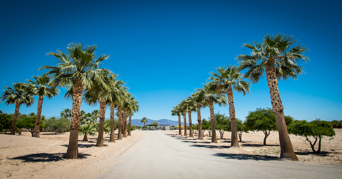 Fan Palm Care Tips from Desert Empire Palms