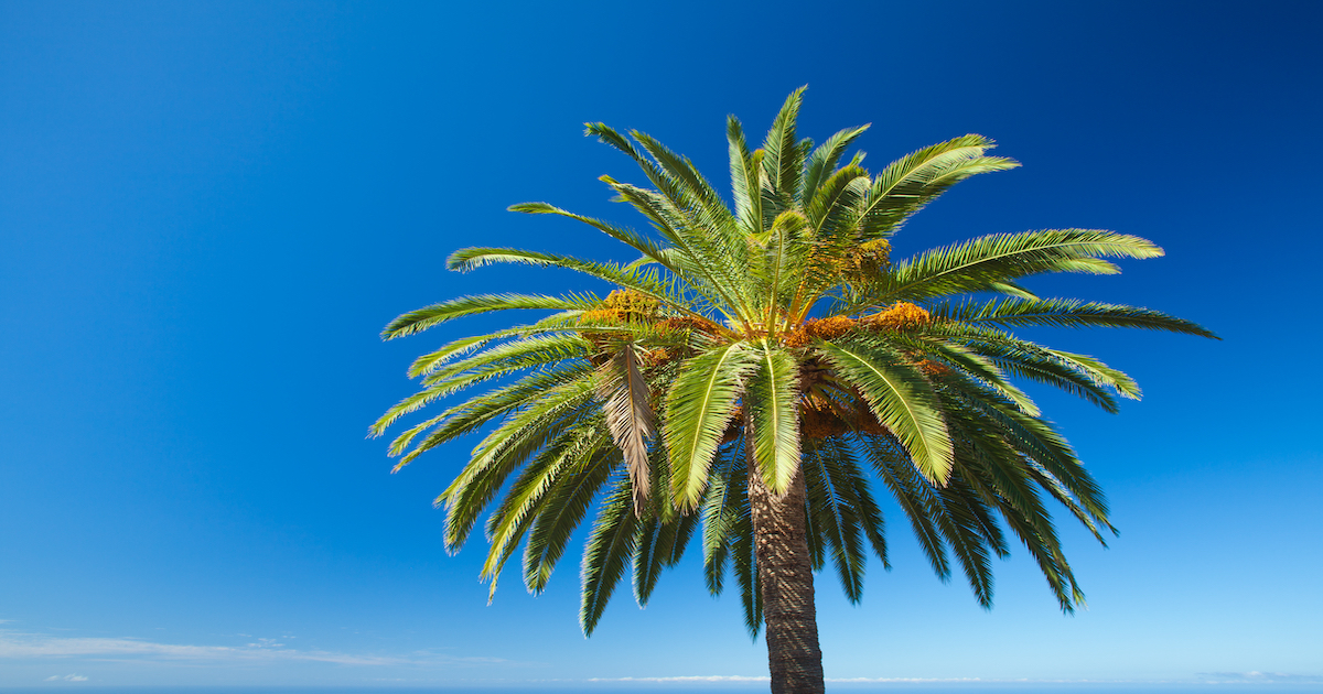 Canary Island Palms: What to Know About these Gorgeous Palms