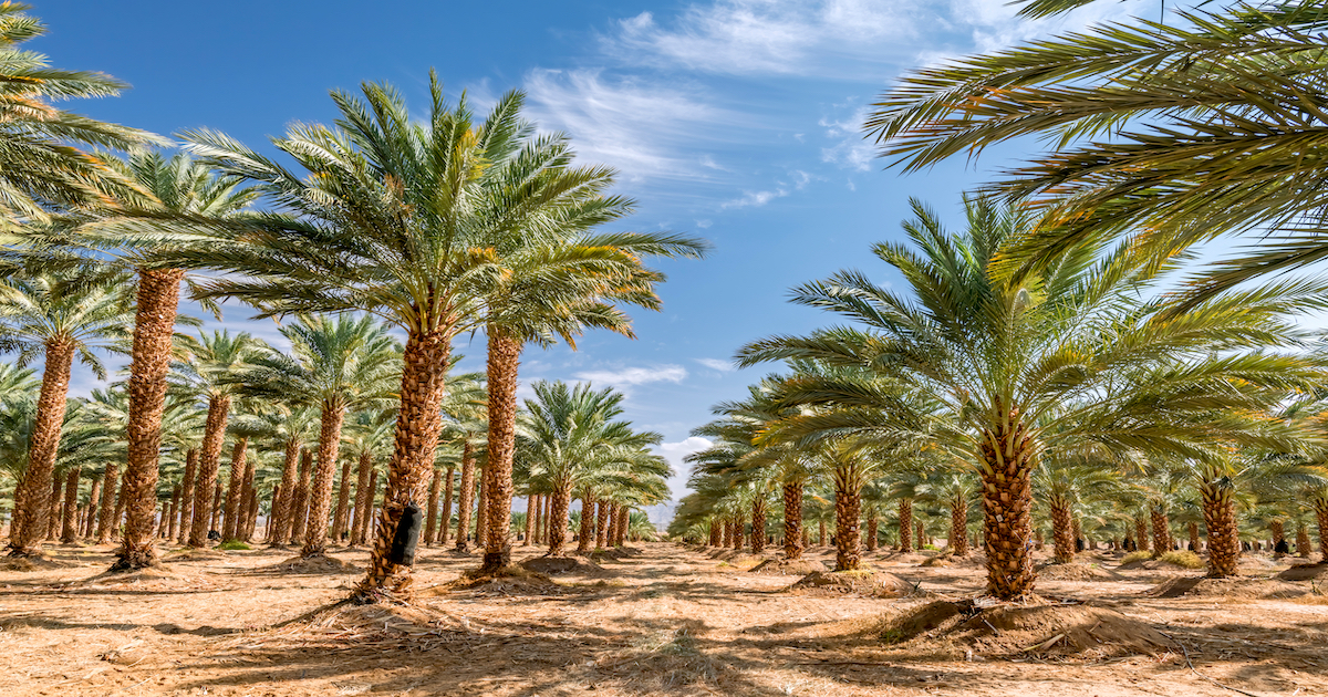 Why Choose a Company That Sells, Delivers, and Installs Your New Palms? | Desert Empire Palms