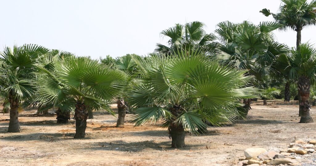The Benefits of Purchasing a Mature Palm