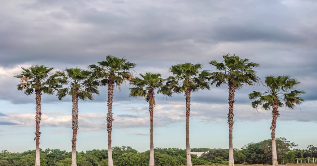 How Mexican Fan Palms Add Style to Your Landscape