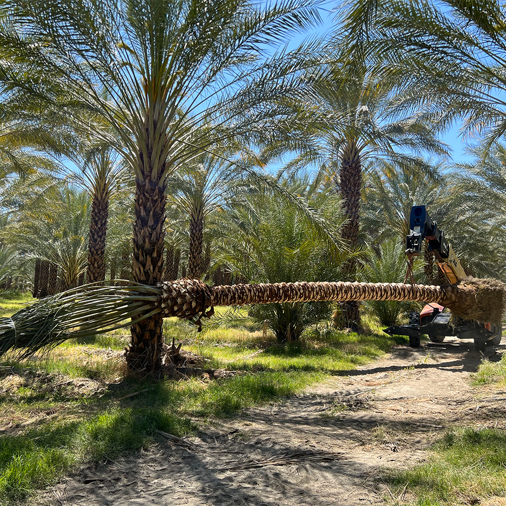 deglet palm being extracted from a grove