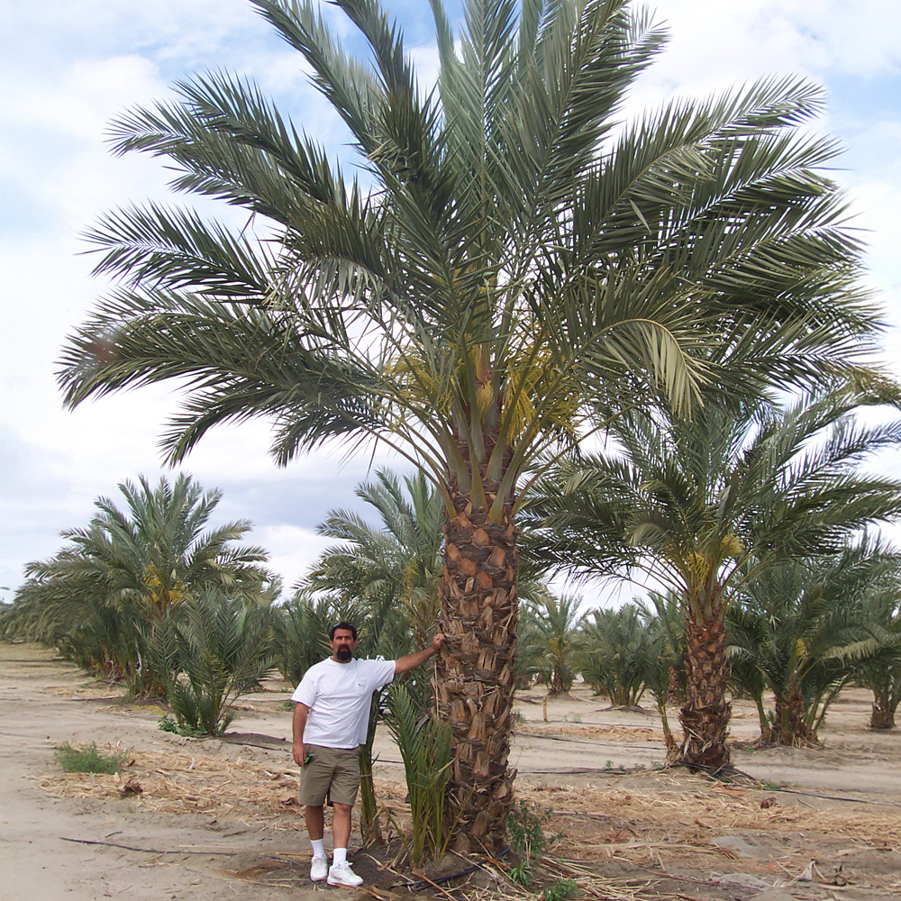 man standing next to a medjool date palm