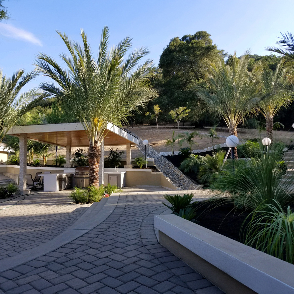 medjool date palms in a large landscaped patio